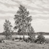 Olof Thunman - Birch in the Wind